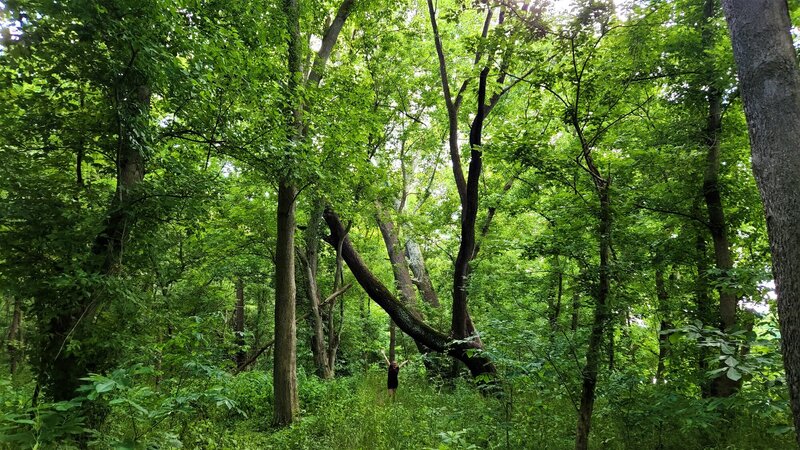 View from the trail.