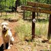 Remi at the Trailhead for Old Hachery Trail. Connecting leg for Spring trail loop