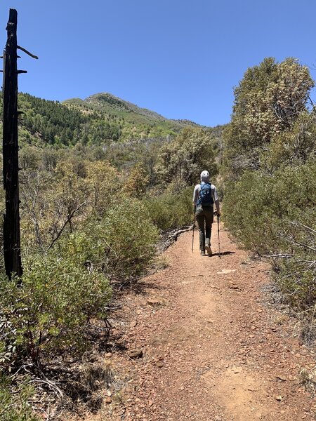 Old Sawmill Spring trail with Carr Pk in the distance.