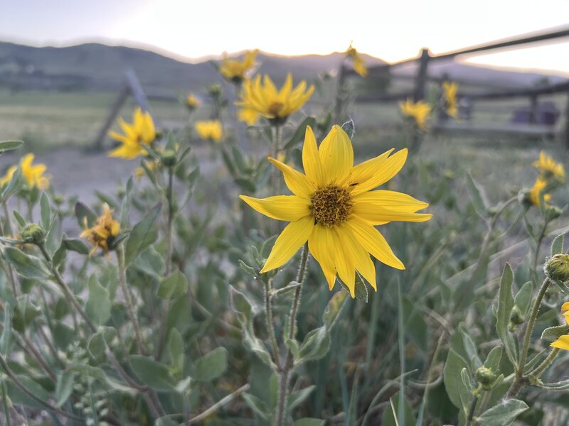 Colorado wildflowers near the Left Hand Trailhead.