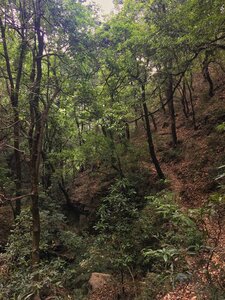Dense broadleaved forest around the Kolti Nala stream.