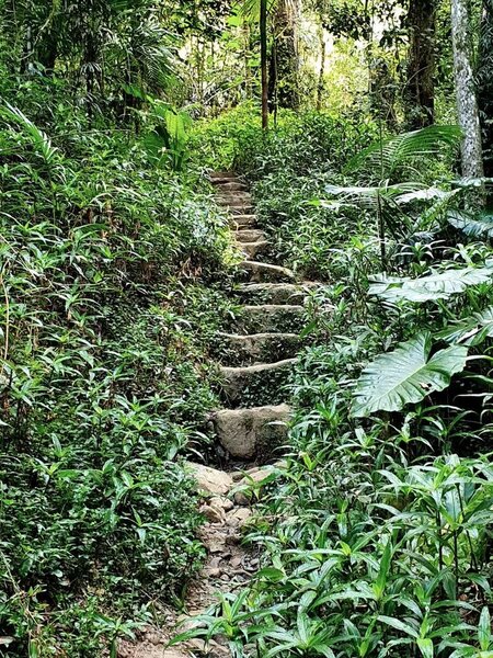 Some steps along the Warrie Circuit. There was a lot of work put into this track.