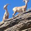 Bighorn sheep - South Lykken Trail