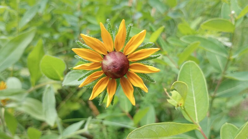 Wildflowers on the trail