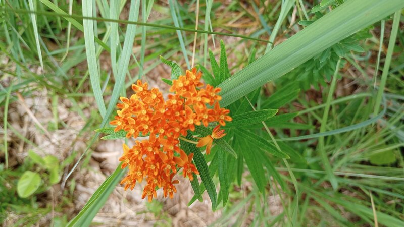 Wildflowers on the trail