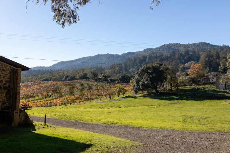 Looking past Sherry Barn towards the vineyard.