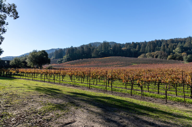 Vineyard behind the winery ruins.