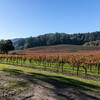 Vineyard behind the winery ruins.