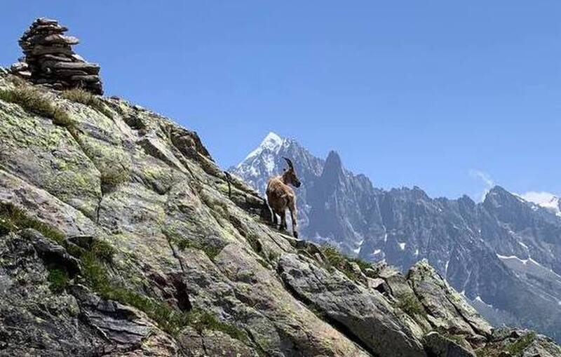 Chamois taking in the views.