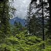 Nice view of the mountains through the trees.