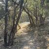 Dana Peak Trail