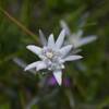 Edelweiss