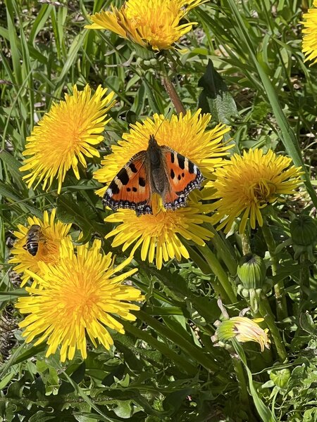 Butterfly and bee