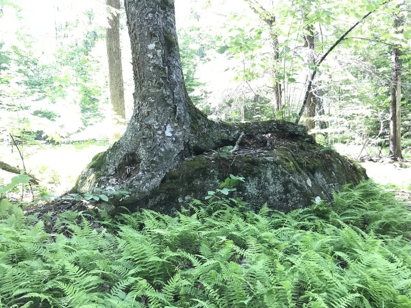 Birch Tree Rock