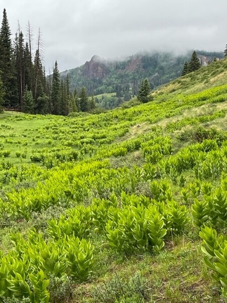 Trail passes through forest and meadows.