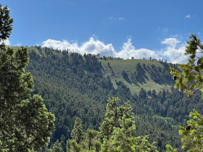 Bald Mountain summit seen from Switzerland Trail OVH road.