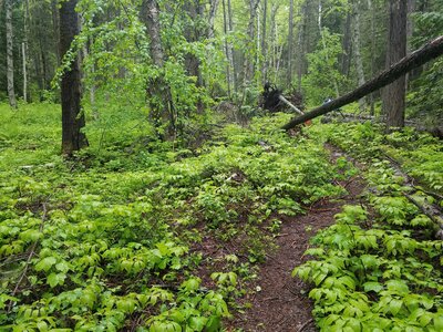 We took the trial on the right (https://www.hikingproject.com/gpxUpload/203669), but Hiking Project may be showing the extremely faint (old?) trail on the left.