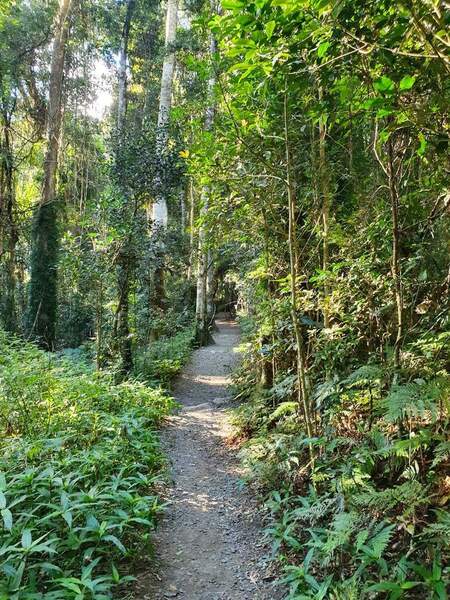 Leaving the Binna Burra trailhead to follow the Dave's Creek Circuit