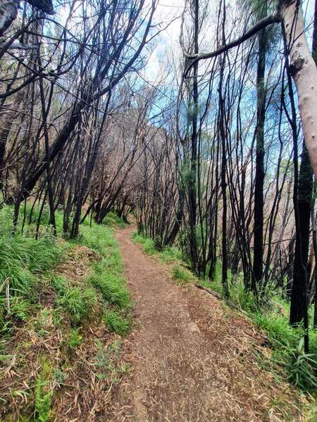 Walking through what looks like a a controlled burn area.