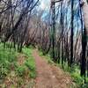 Walking through what looks like a a controlled burn area.