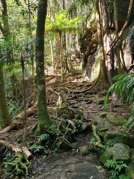 The trail leading up from Nagarigoon Falls.
