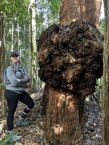 Massive burl on this Red River Gum. They look unsightly from the outside but the timber inside is absolutely spectacular and quite a find for a skilled woodworker. Of course this one will stay where it is as it's in a national park.