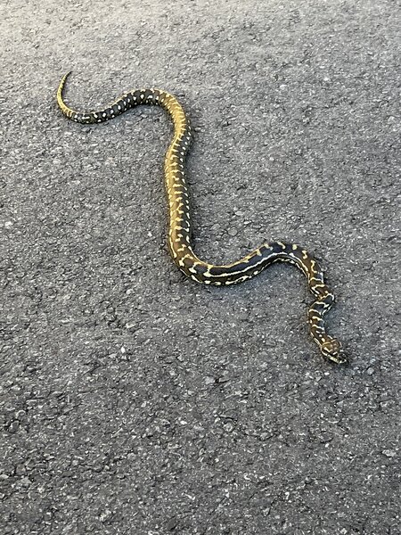 A Carpet Python we stopped to say hello to on the way up to Binna Burra. It was moving a bit slow as it was still pretty early and cool.