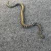 A Carpet Python we stopped to say hello to on the way up to Binna Burra. It was moving a bit slow as it was still pretty early and cool.