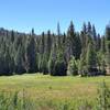 Field of Trees off the trail.