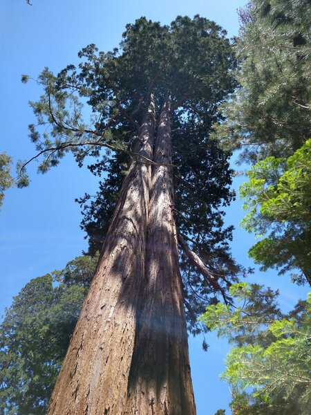 Giant Sequoias