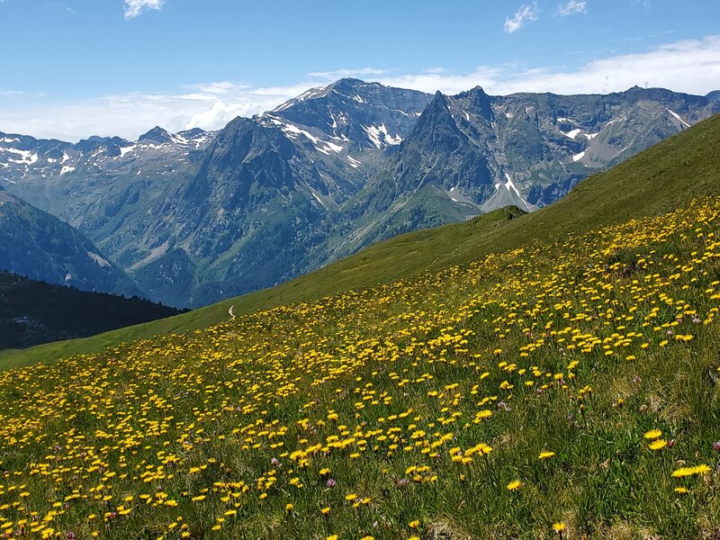 Mid-June wildflowers cover the meadows in this area.