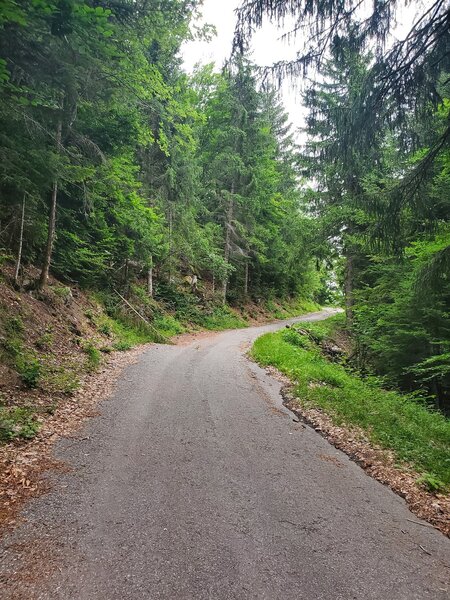 Paved road leading to the suspension bridge