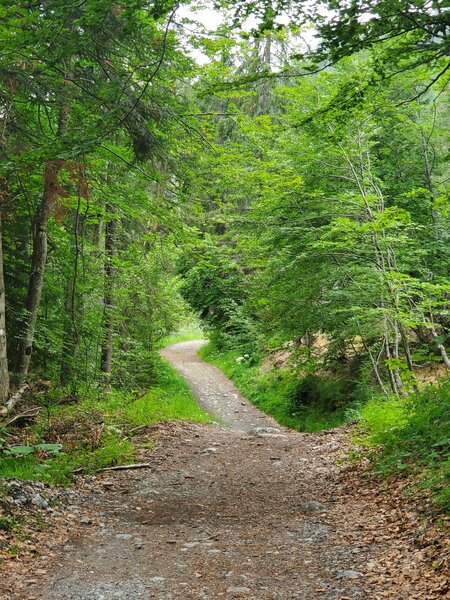 Typical trail heading down from Lac Vert.