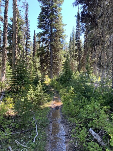 This year was a late winter/spring and the Lodgepole Trail was still very flooded/snowed over. Look out for difficult terrain.
