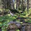 Mossy patch on Dobbin Trail.