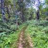 Verdant forest at the center of the preserve