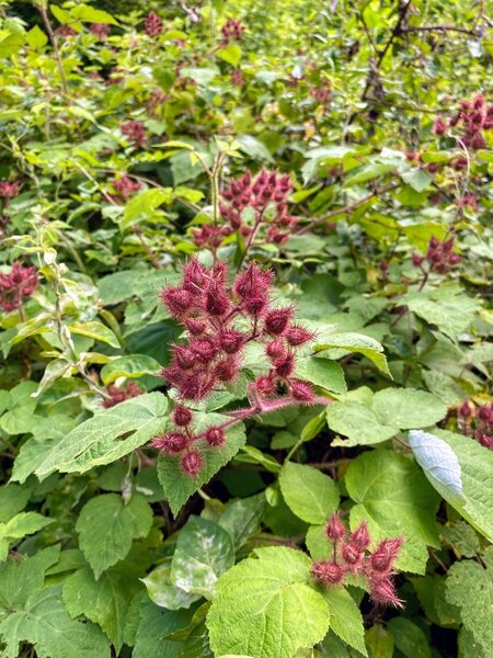 There are oodles of wineberries along the trail.