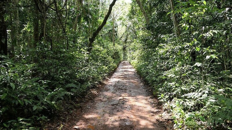 The jungle looms over the trail