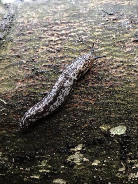 Tiger slug on a log.