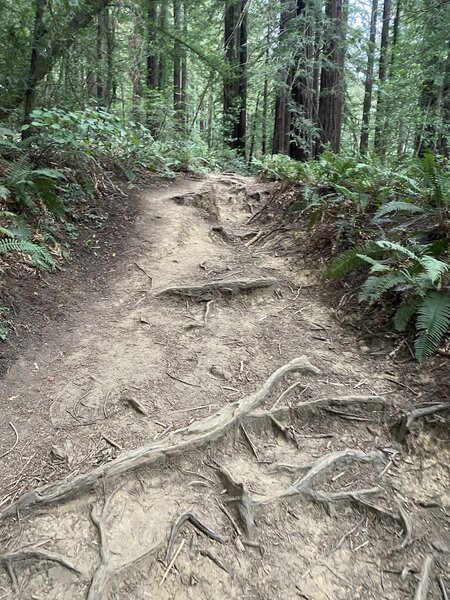 Redwood Peak Trail.