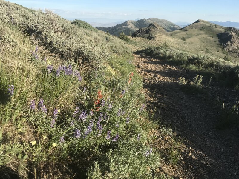 Lovely floral display at the summit of Scout Mountain.