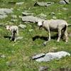 Curious sheep