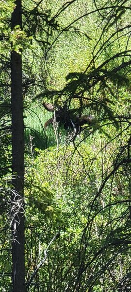 Young bull moose