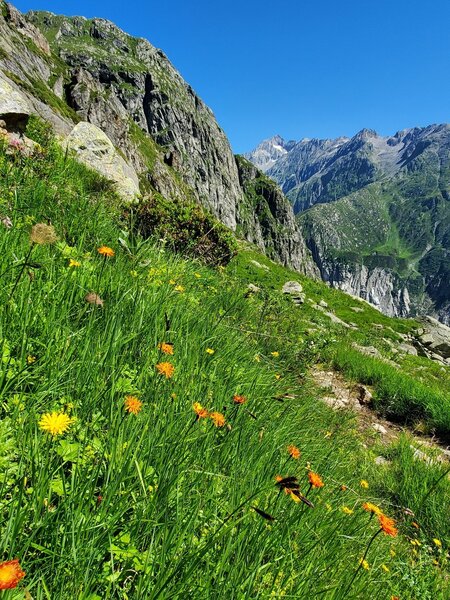 Plenty of wildflowers