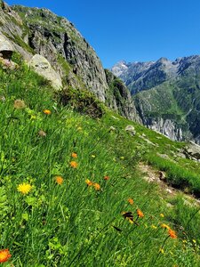 Plenty of wildflowers