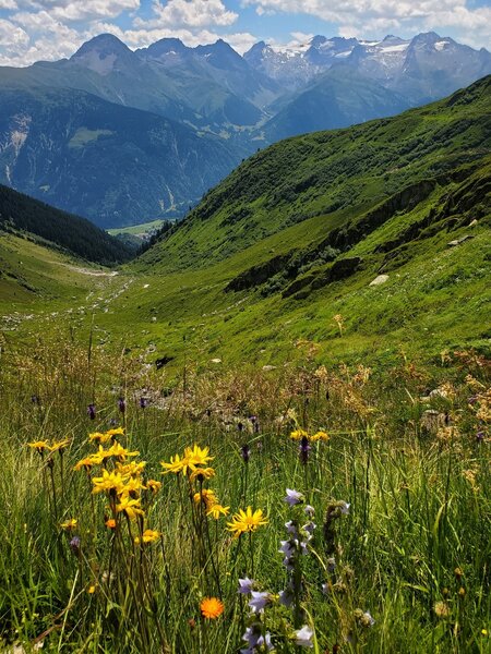 So many happy wildflowers