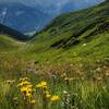 So many happy wildflowers