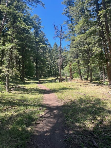 A pleasant shady section of the Lead Draw trail heading down into Walker Canyon.