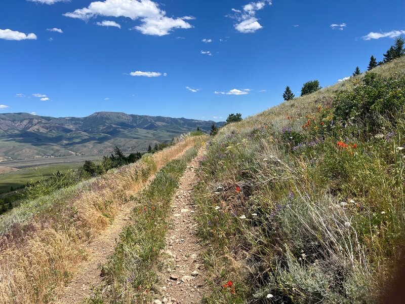 A nice floral display along the Bell Marsh-Walker-Goodenough trail.