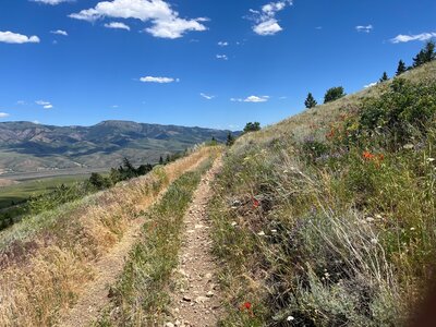 A nice floral display along the Bell Marsh-Walker-Goodenough trail.